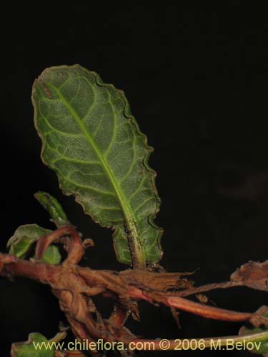 Imágen de Planta no identificada sp. #2435 (). Haga un clic para aumentar parte de imágen.