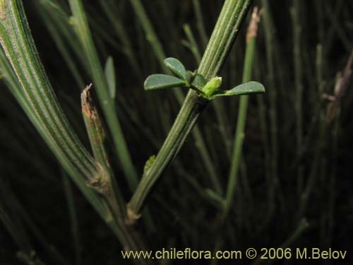 Фотография Не определенное растение sp. #2294 (). Щелкните, чтобы увеличить вырез.
