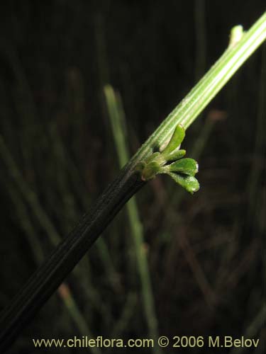 Imágen de Planta no identificada sp. #2294 (). Haga un clic para aumentar parte de imágen.