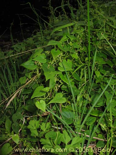 Image of Dioscorea (small flower, climber). Click to enlarge parts of image.