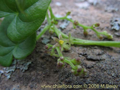 Imágen de Dioscorea (small flower, climber). Haga un clic para aumentar parte de imágen.