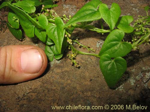 Image of Dioscorea (small flower, climber). Click to enlarge parts of image.