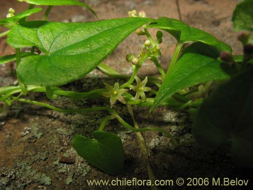 Bild von Dioscorea (small flower, climber). Klicken Sie, um den Ausschnitt zu vergrössern.