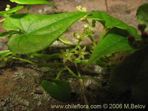 Image of Dioscorea (small flower, climber). Click to enlarge parts of image.