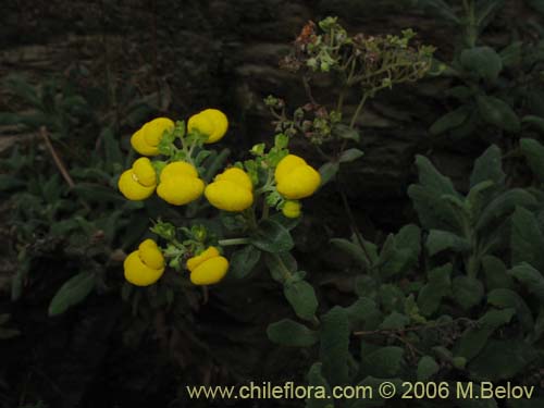 Calceolaria integrifoliaの写真