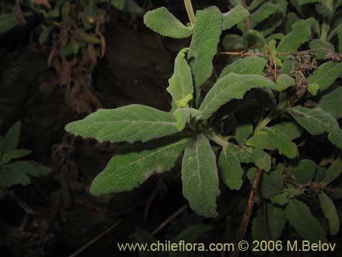 Фотография Calceolaria integrifolia (). Щелкните, чтобы увеличить вырез.