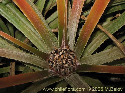 Bild von Fascicularia litoralis (Puñeñe / Chupón / Chupalla). Klicken Sie, um den Ausschnitt zu vergrössern.