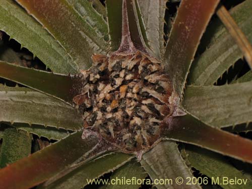 Image of Fascicularia litoralis (Puñeñe / Chupón / Chupalla). Click to enlarge parts of image.