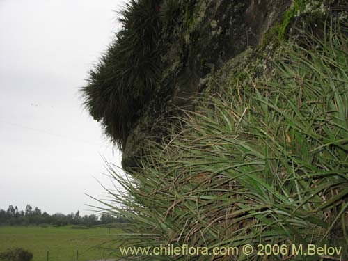 Bild von Fascicularia litoralis (Puñeñe / Chupón / Chupalla). Klicken Sie, um den Ausschnitt zu vergrössern.