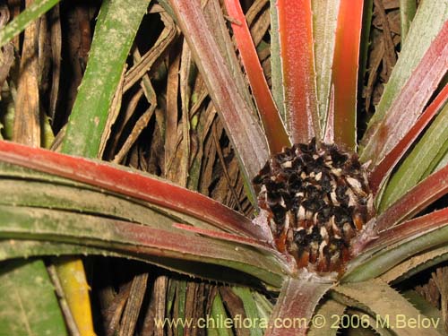 Imágen de Fascicularia litoralis (Puñeñe / Chupón / Chupalla). Haga un clic para aumentar parte de imágen.