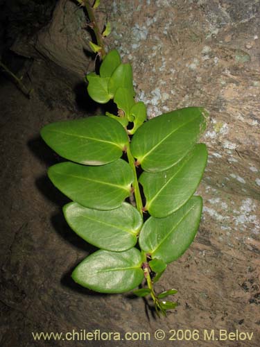 Image of Griselinia scandens (Yelmo). Click to enlarge parts of image.