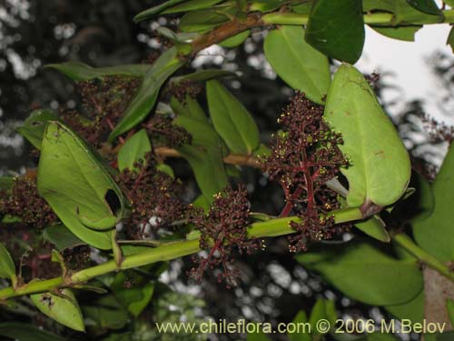 Imágen de Griselinia scandens (Yelmo). Haga un clic para aumentar parte de imágen.