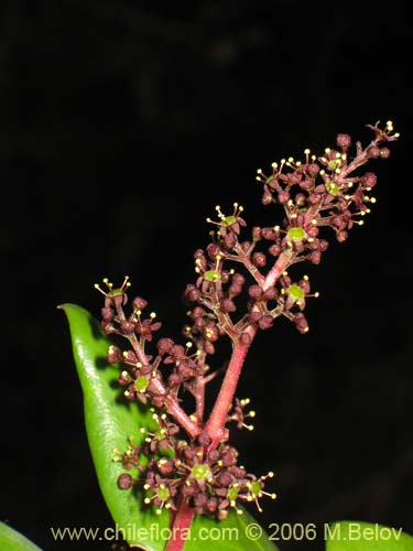 Image of Griselinia scandens (Yelmo). Click to enlarge parts of image.