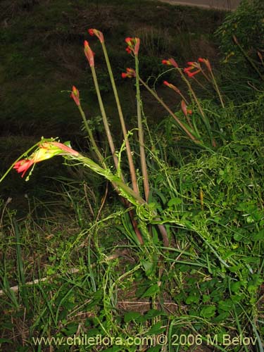Image of Phycella bicolor (Azucena del diablo). Click to enlarge parts of image.