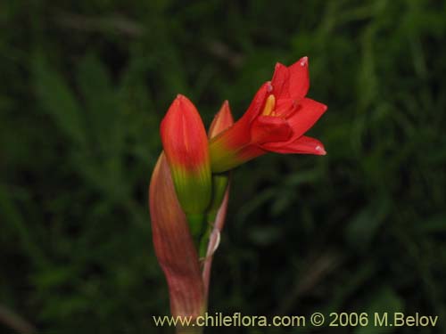 Фотография Phycella bicolor (Azucena del diablo). Щелкните, чтобы увеличить вырез.