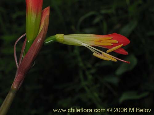 Imágen de Phycella bicolor (Azucena del diablo). Haga un clic para aumentar parte de imágen.