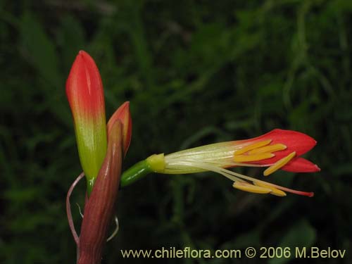 Imágen de Phycella bicolor (Azucena del diablo). Haga un clic para aumentar parte de imágen.