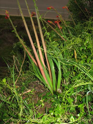 Imágen de Phycella bicolor (Azucena del diablo). Haga un clic para aumentar parte de imágen.