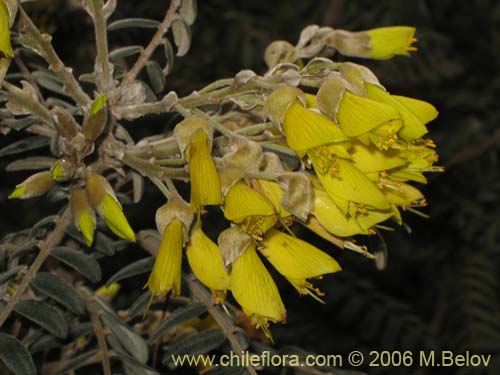 Фотография Sophora macrocarpa (Mayo). Щелкните, чтобы увеличить вырез.