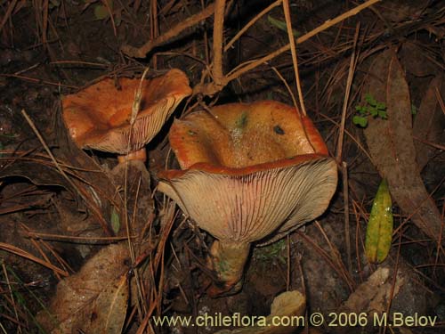 Image of Lactarius delicioussus (Lactarius). Click to enlarge parts of image.