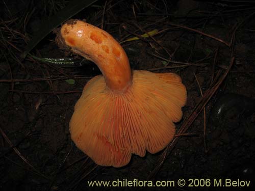 Image of Lactarius delicioussus (Lactarius). Click to enlarge parts of image.