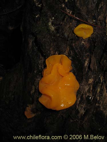 Image of Tremella brasiliensis (). Click to enlarge parts of image.