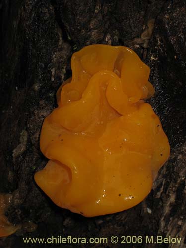 Tremella brasiliensis的照片