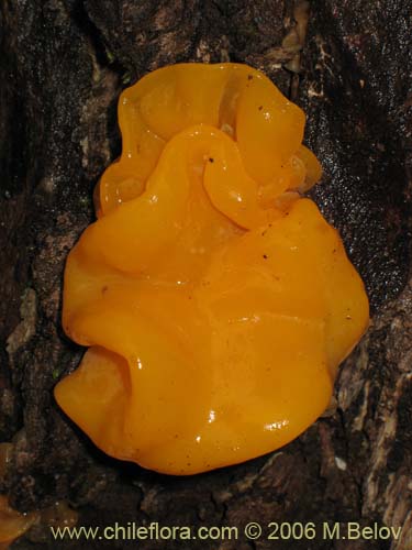 Tremella brasiliensis的照片