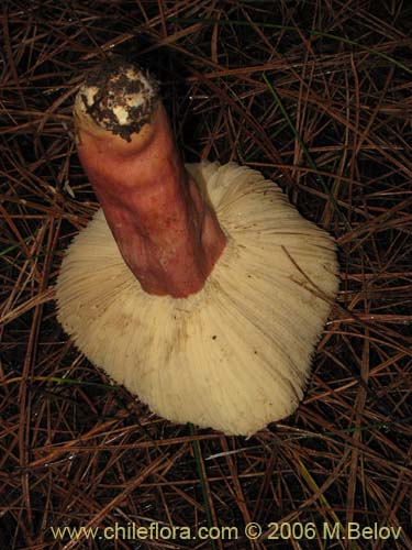 Russula major的照片