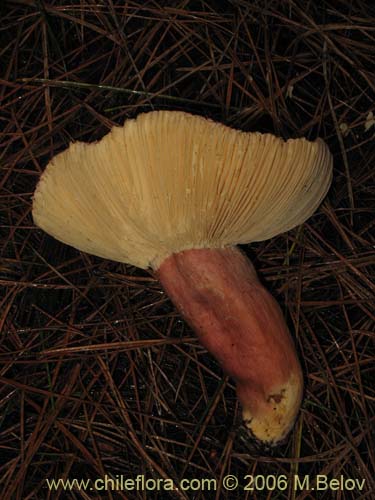 Image of Russula major (). Click to enlarge parts of image.