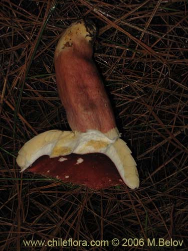 Russula major의 사진