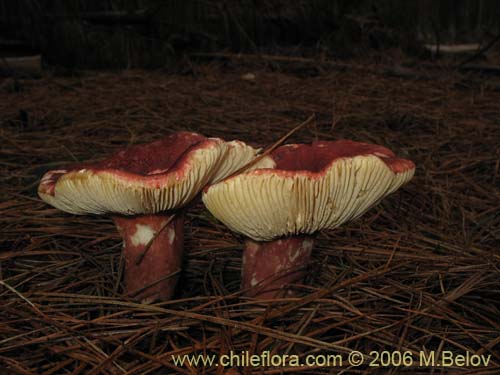 Imágen de Russula major (). Haga un clic para aumentar parte de imágen.