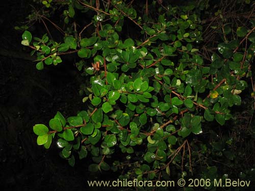 Imágen de Luma chequen (Chequen / Arrayan blanco). Haga un clic para aumentar parte de imágen.