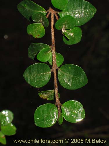 Image of Luma chequen (Chequen / Arrayan blanco). Click to enlarge parts of image.