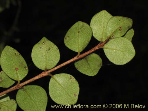 Image of Luma chequen (Chequen / Arrayan blanco). Click to enlarge parts of image.