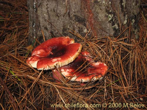 Russula major的照片