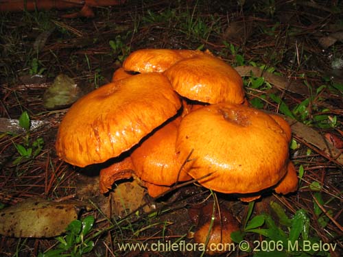 Imágen de Gymnopilus spectabilis (Hongo). Haga un clic para aumentar parte de imágen.