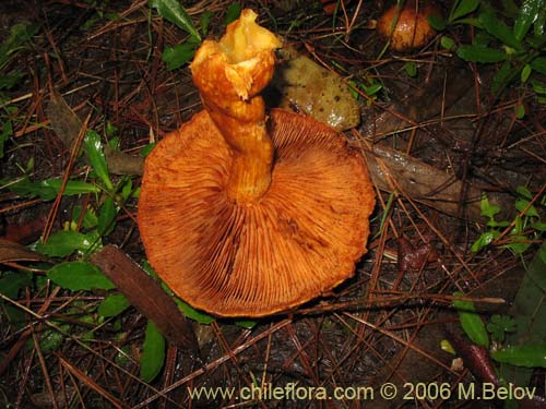 Image of Gymnopilus spectabilis (Hongo). Click to enlarge parts of image.