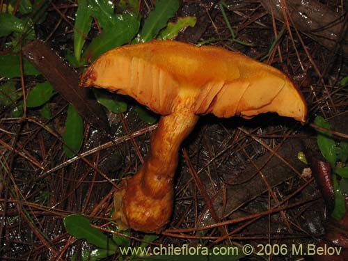 Imágen de Gymnopilus spectabilis (Hongo). Haga un clic para aumentar parte de imágen.