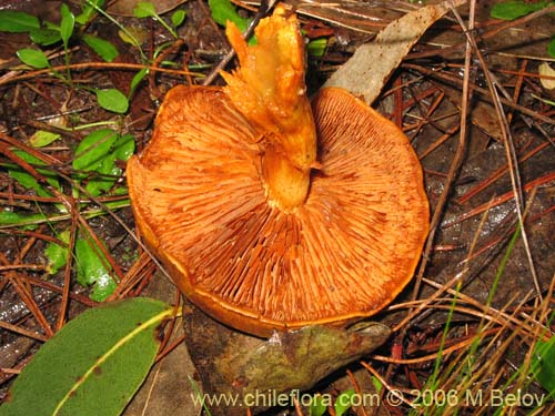 Image of Gymnopilus spectabilis (Hongo). Click to enlarge parts of image.