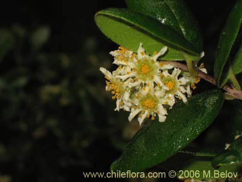 Image of Peumus boldus (Boldo). Click to enlarge parts of image.