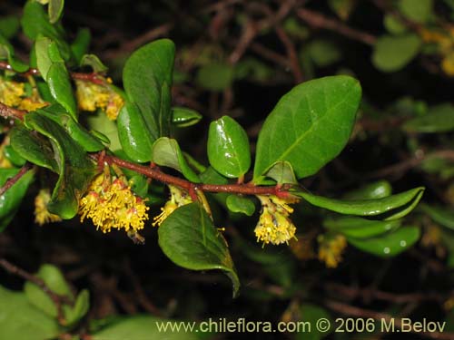 Фотография Azara integrifolia (Corcolén). Щелкните, чтобы увеличить вырез.