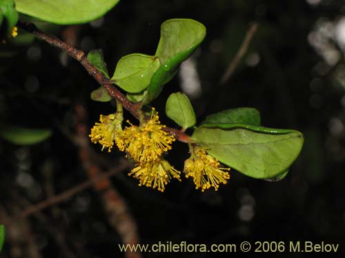 Imágen de Azara integrifolia (Corcolén). Haga un clic para aumentar parte de imágen.