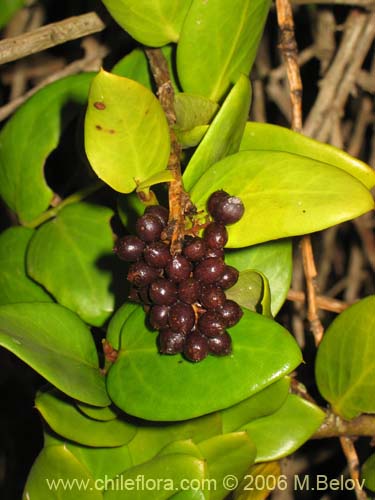 Imágen de Griselinia scandens (Yelmo). Haga un clic para aumentar parte de imágen.