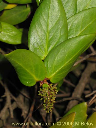 Image of Griselinia scandens (Yelmo). Click to enlarge parts of image.