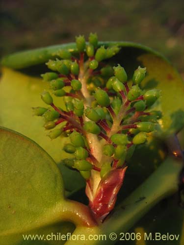 Image of Griselinia scandens (Yelmo). Click to enlarge parts of image.