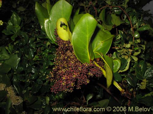 Image of Griselinia scandens (Yelmo). Click to enlarge parts of image.