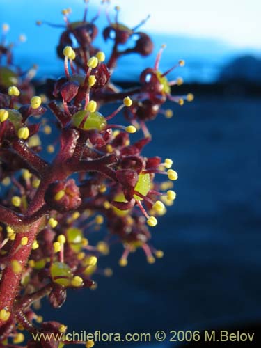 Image of Griselinia scandens (Yelmo). Click to enlarge parts of image.