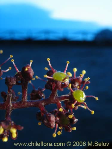 Image of Griselinia scandens (Yelmo). Click to enlarge parts of image.