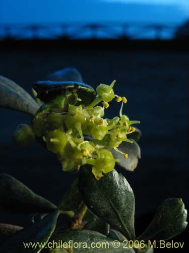 Imágen de Cissus striata (Voqui colorado). Haga un clic para aumentar parte de imágen.